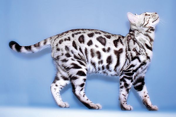 silver bengal cat