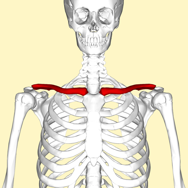 collarbone in french