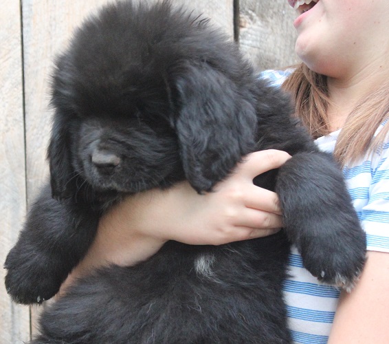 newfoundland puppies for sale in ontario