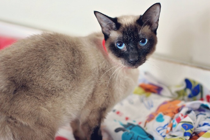 siamese cat rescue ontario