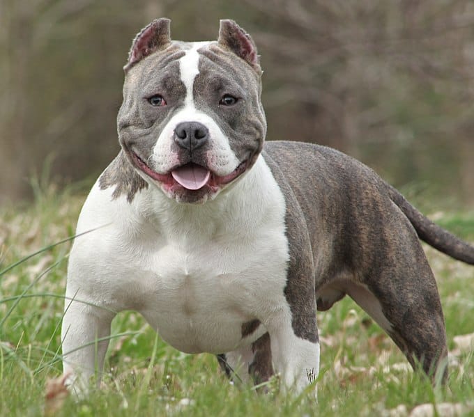 miniature pitbull breeds