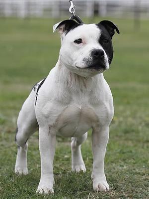 staffordshire bull terrier pics