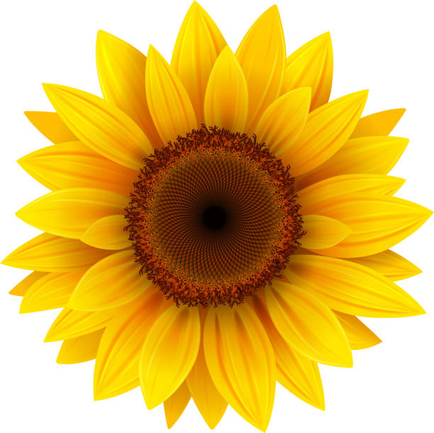 sunflower clipart