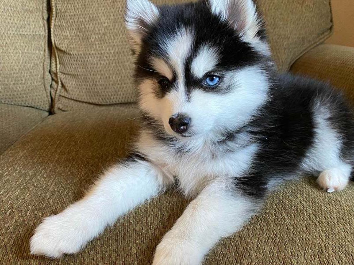 pomsky adopción