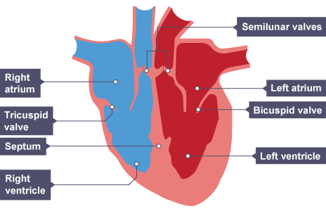 bbc bitesize cardiovascular system