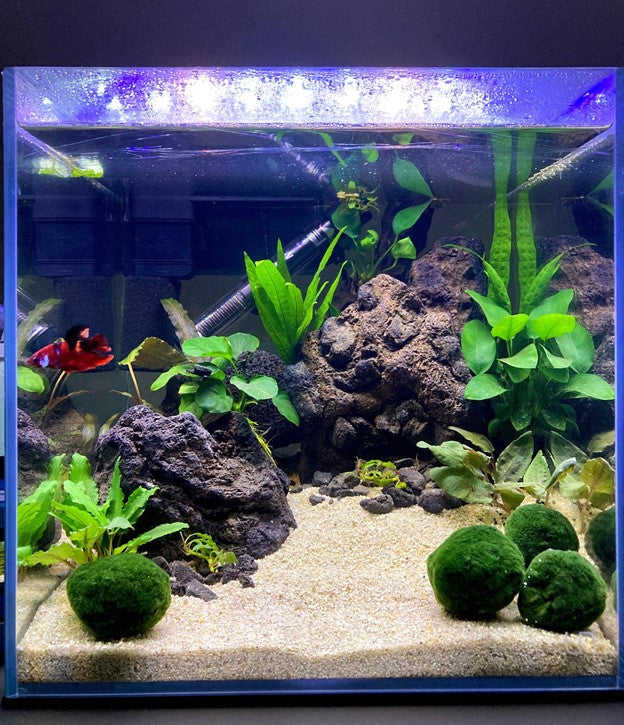 nano tank betta