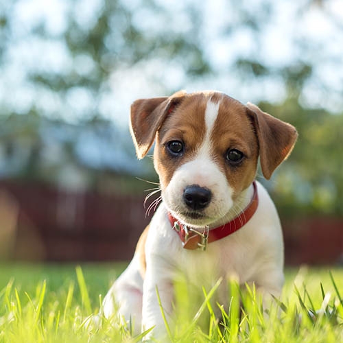 jack russell pups