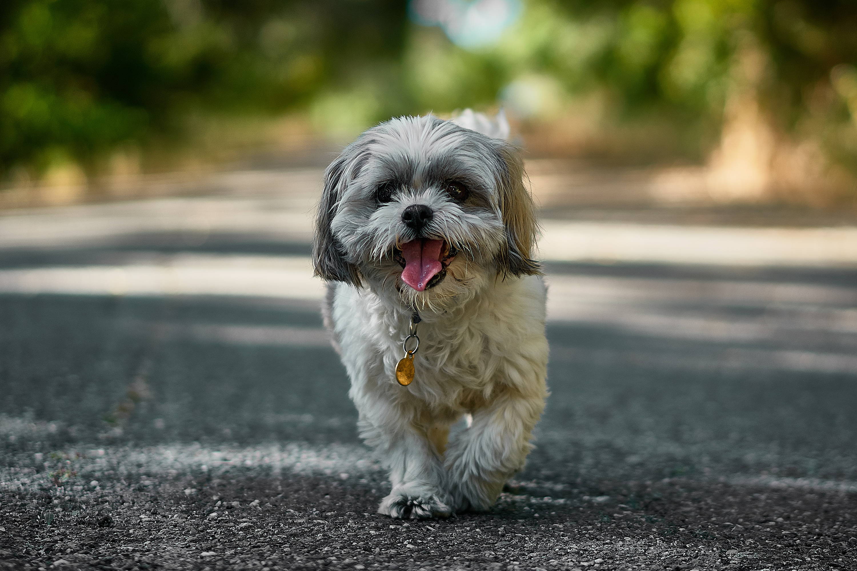 yorkshire shih tzu