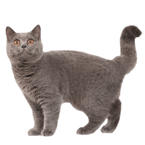 british blue cat lifespan