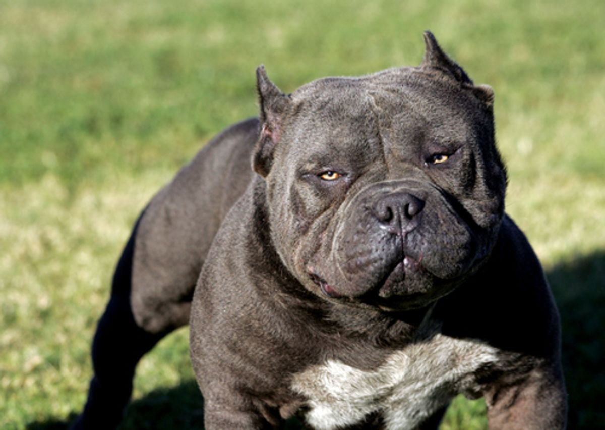 black pitbull dog price