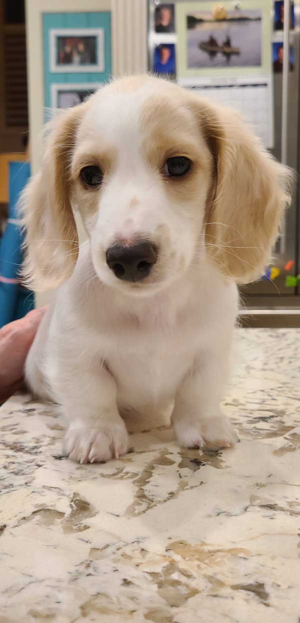 english cream mini dachshund ontario