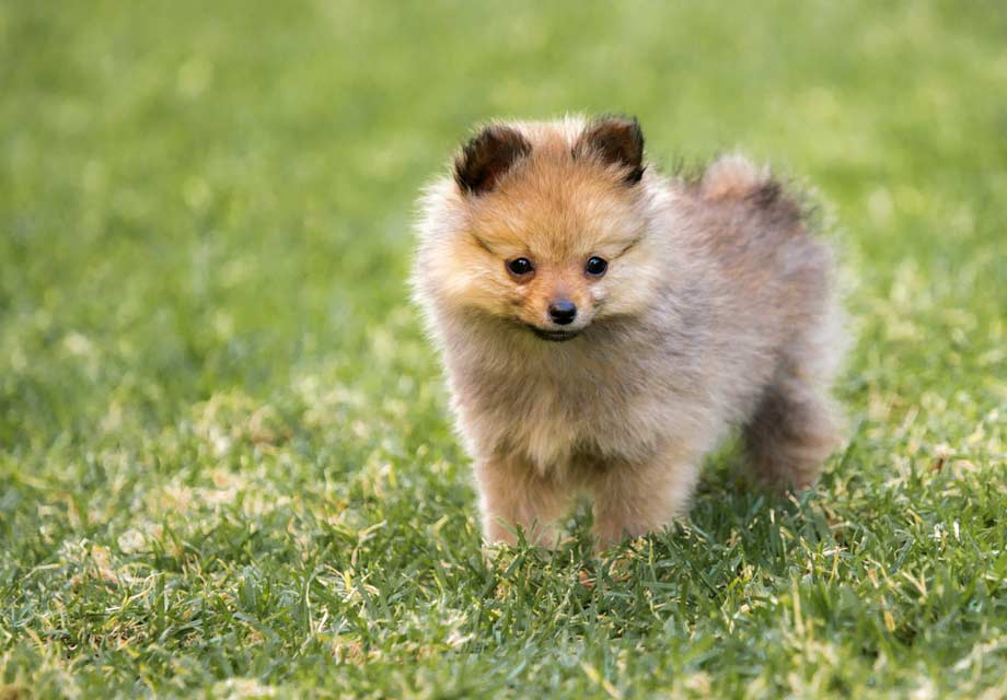 pomeranians for sale in sc