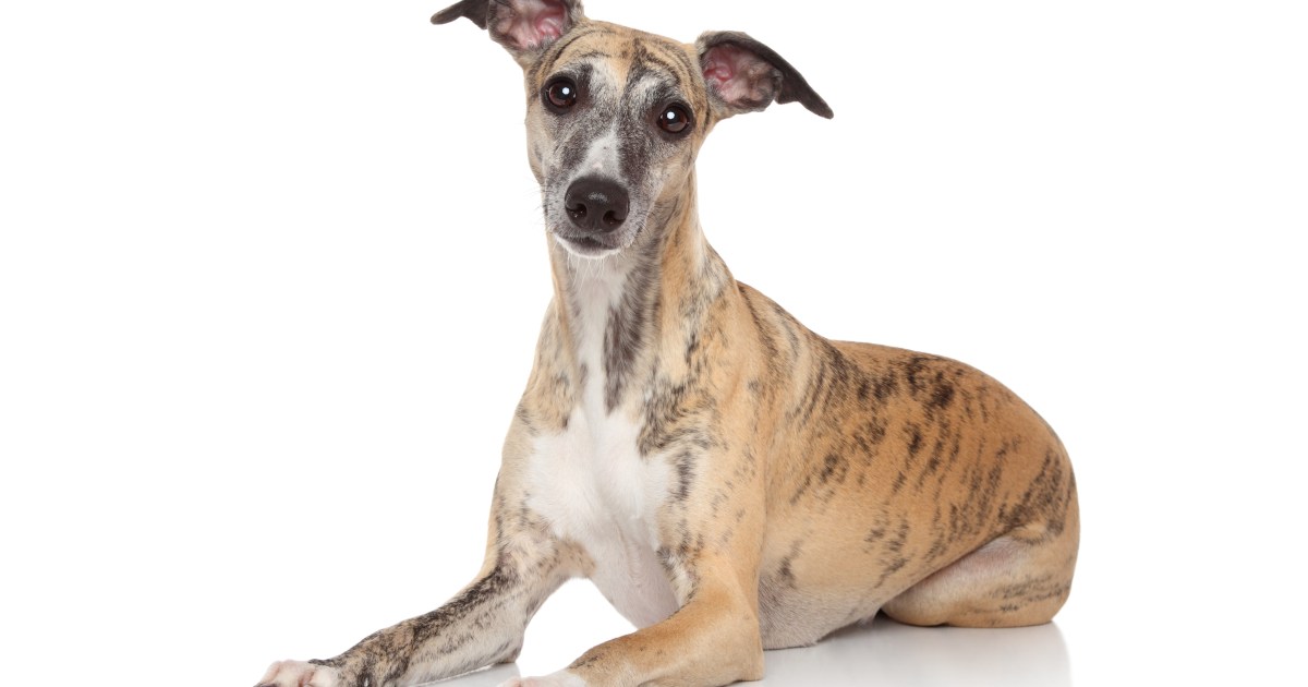 whippet dog pics