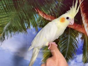 cockatiels for sale