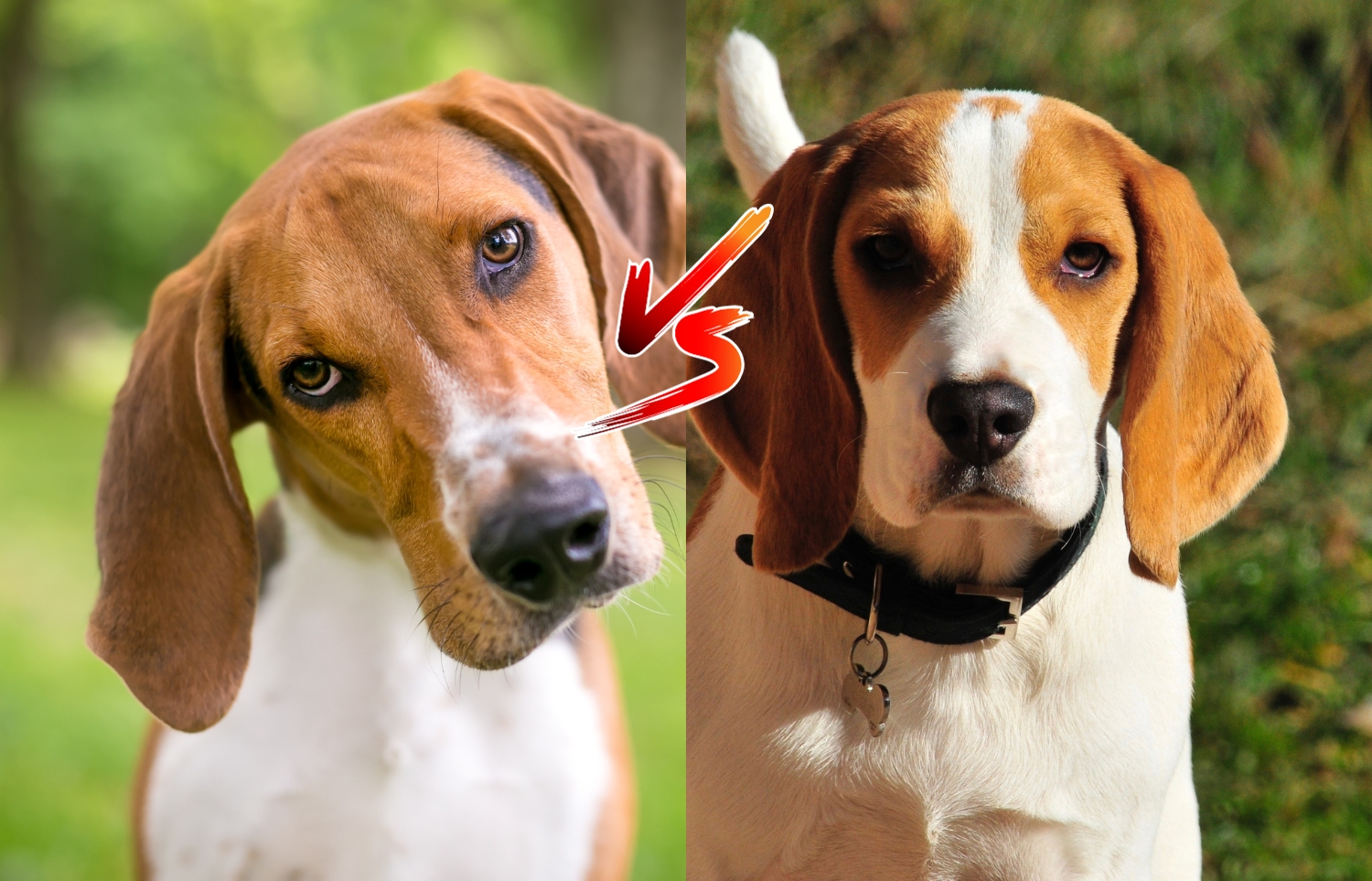 foxhound vs beagle