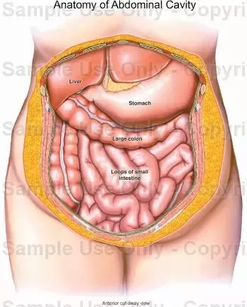 pain left side of stomach under ribs