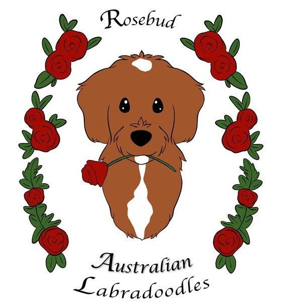 rosebud australian labradoodles