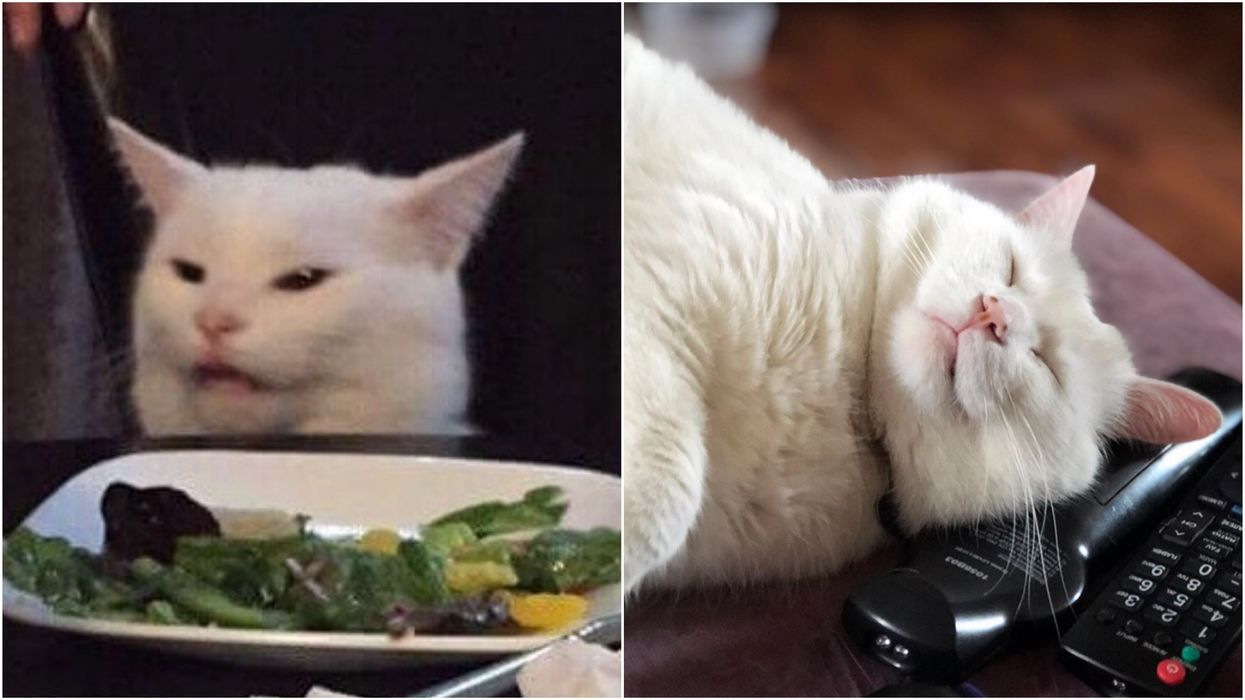 white cat memes