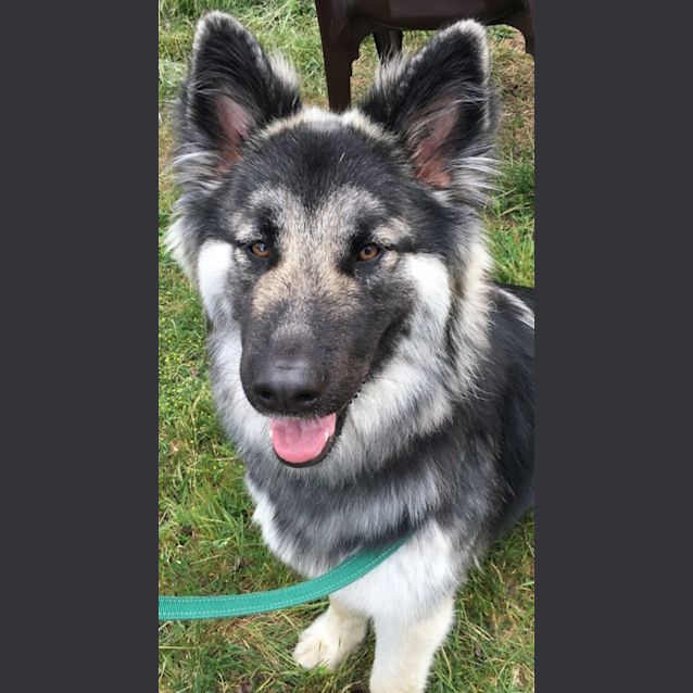 german shepherd cross malamute