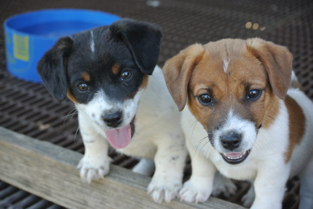 jack terrier puppies for sale