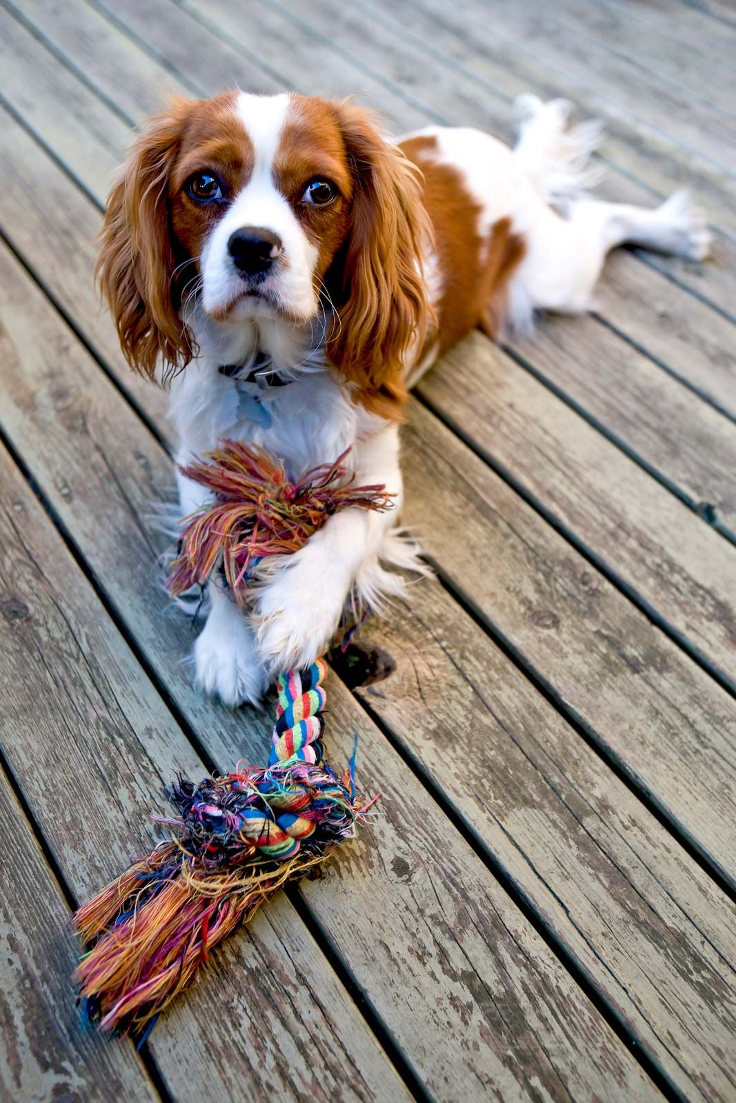 king charles spaniel mix