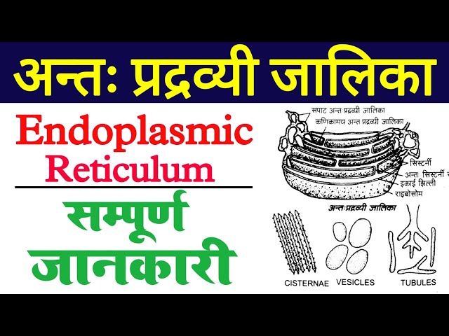 endoplasmic meaning in hindi