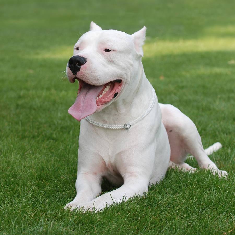 imágenes del dogo argentino