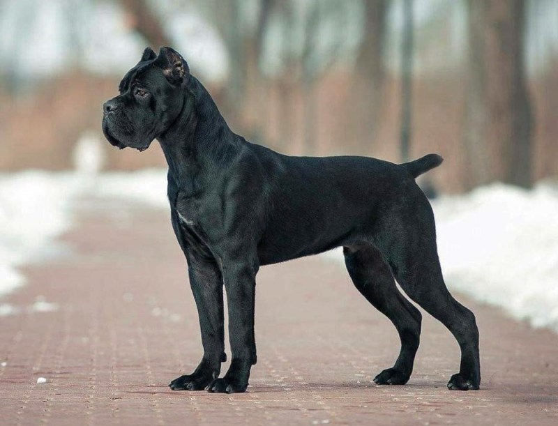 cane corso for sale uk