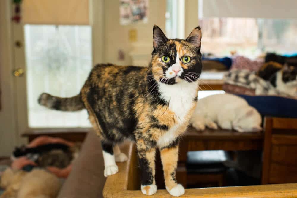 calico life expectancy