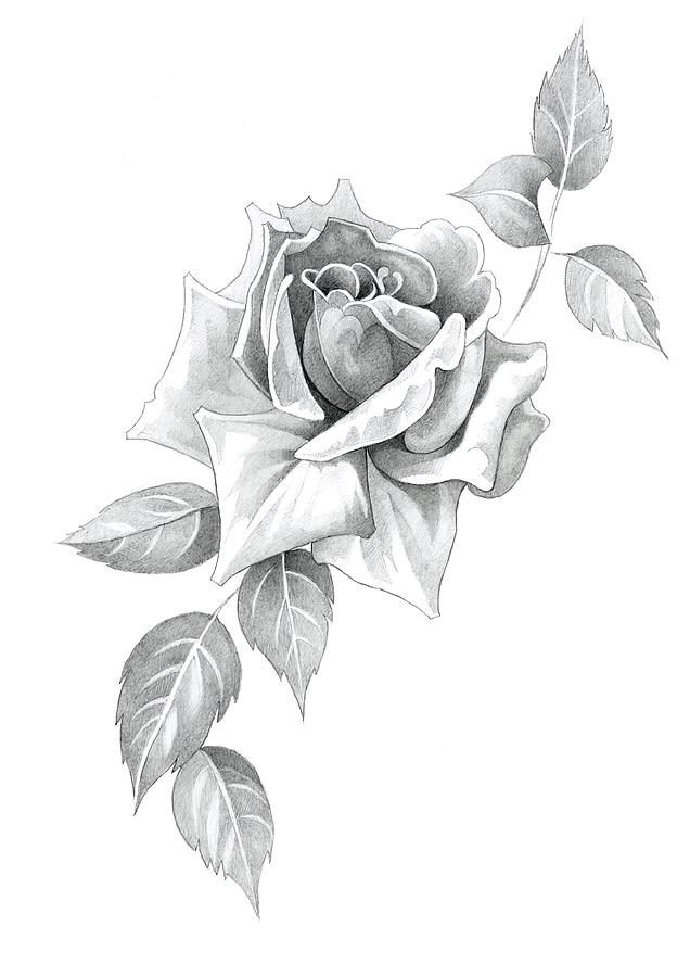 rose pencil drawing images