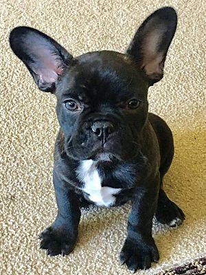 french bulldog adoption near me