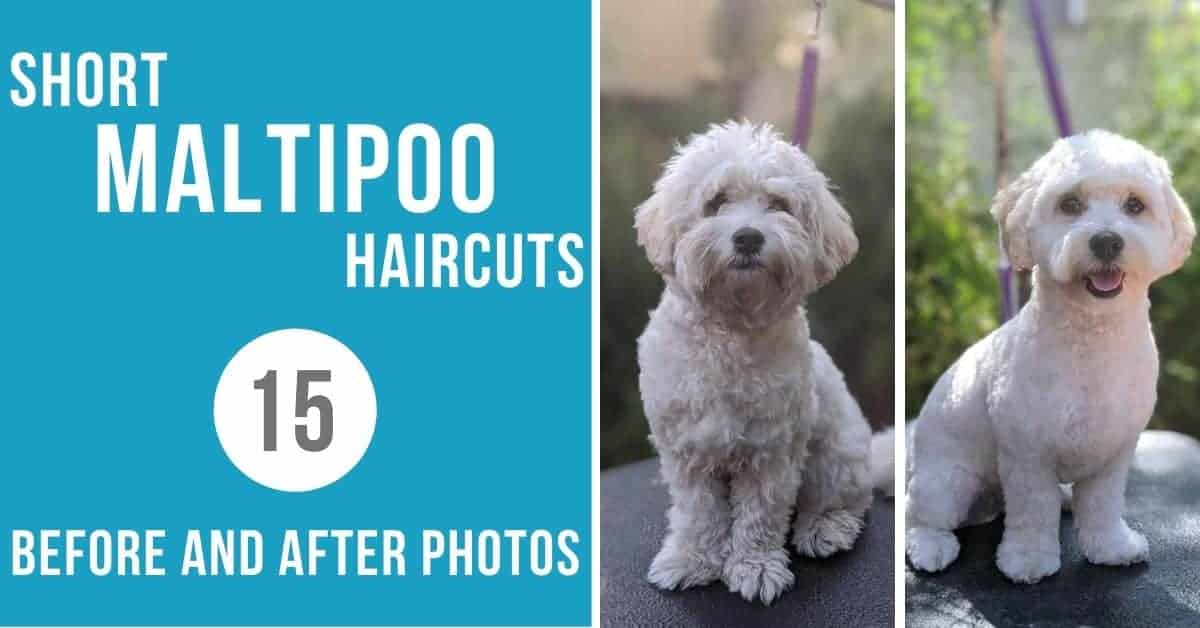 short hair maltipoo haircuts