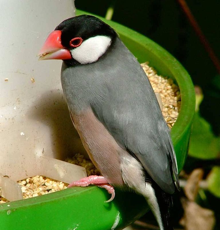 java birds for sale