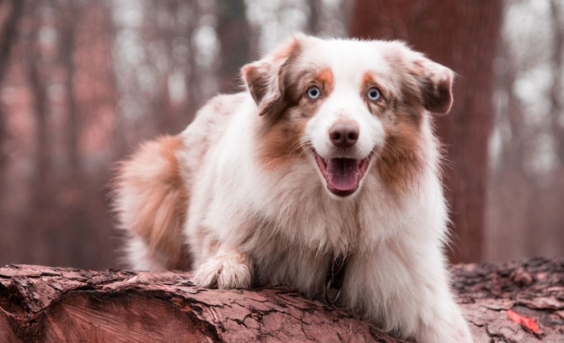 mixed breed australian shepherd