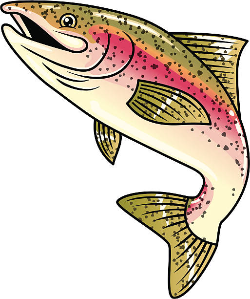 rainbow trout clipart