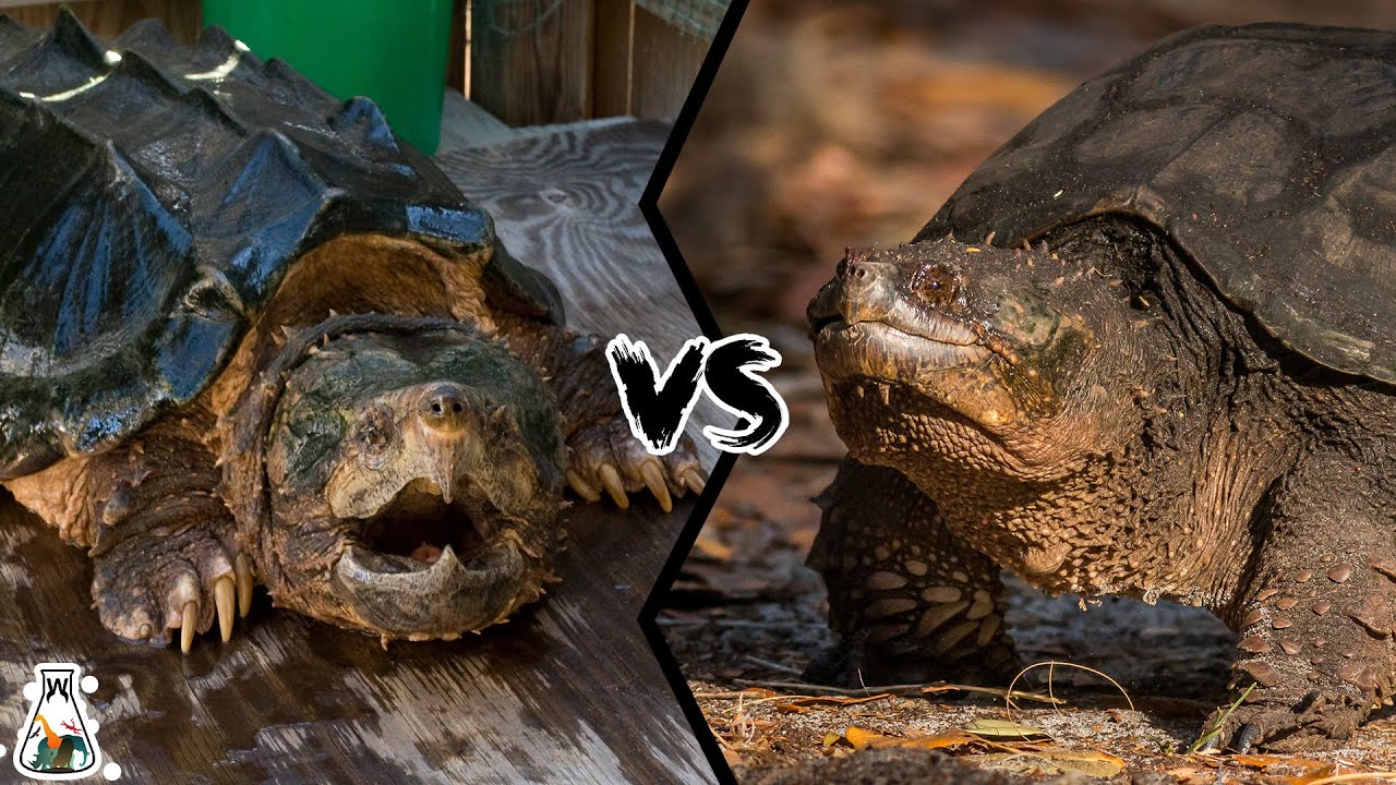 alligator snapping turtle vs common snapping turtle fight