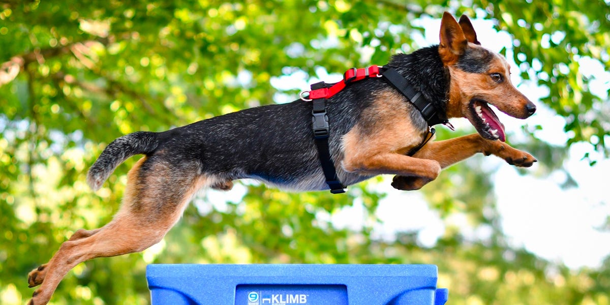 blue 9 balance harness