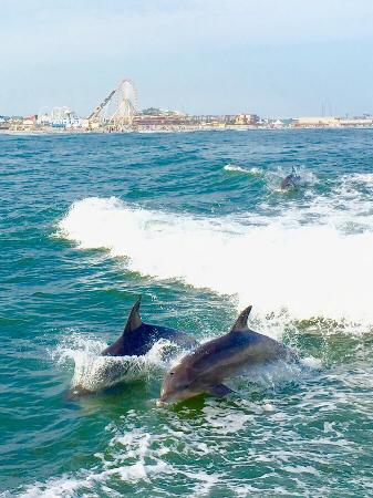 dolphin watching wildwood nj