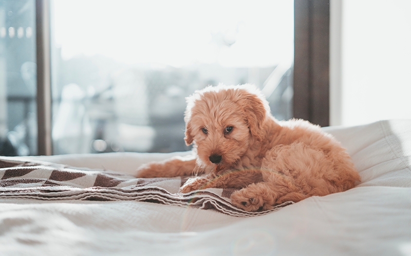 motel near me pet friendly