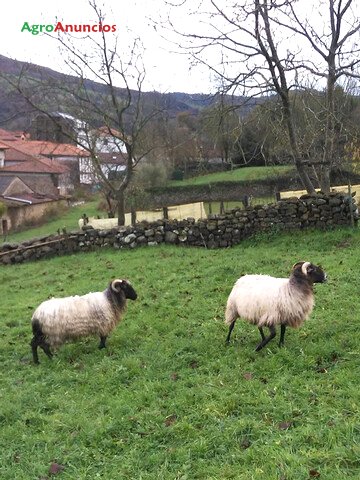 venta de ovejas en cantabria