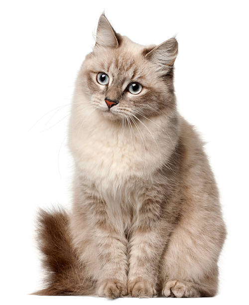 siberian forest cat grey