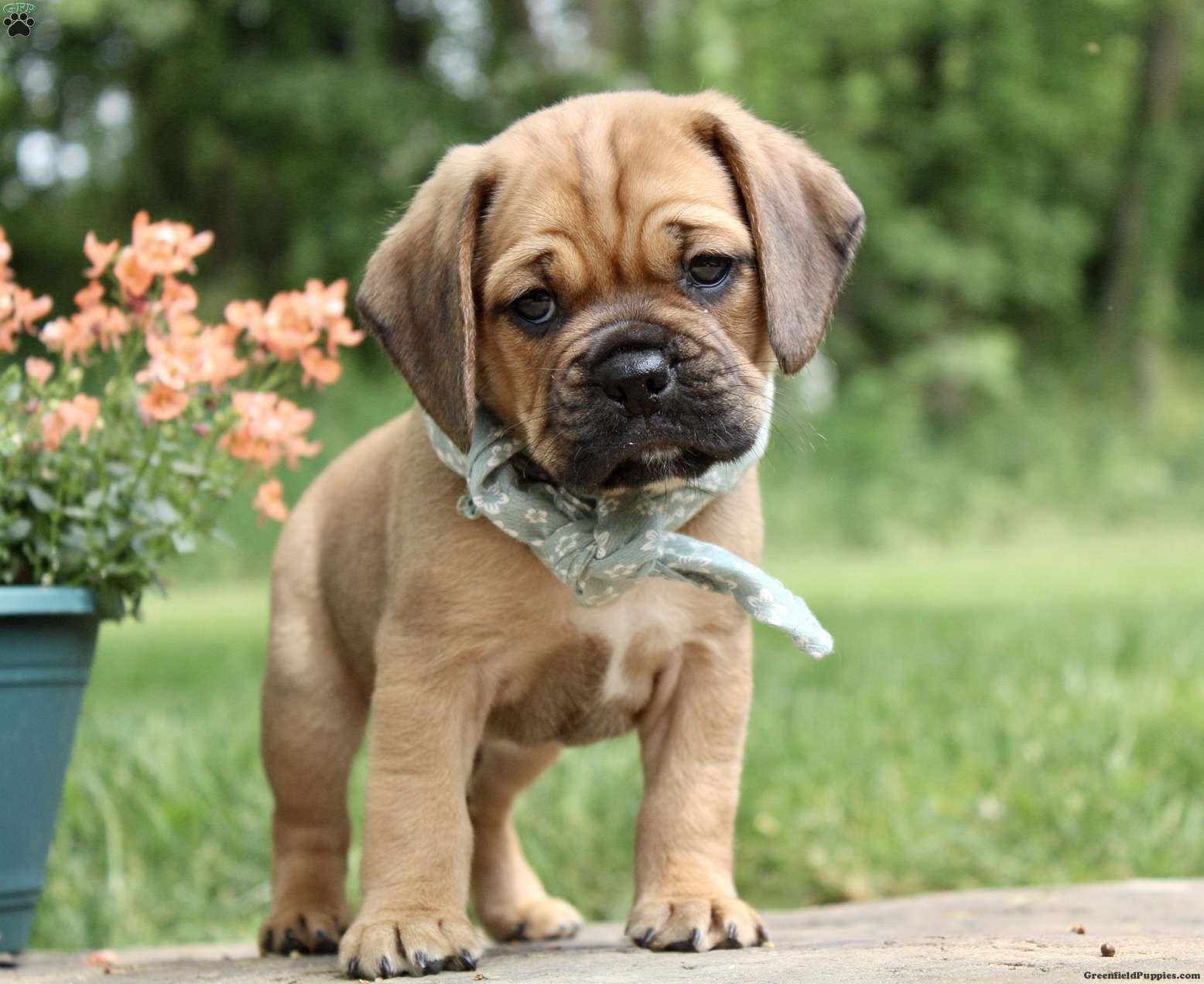 puggle dogs for sale