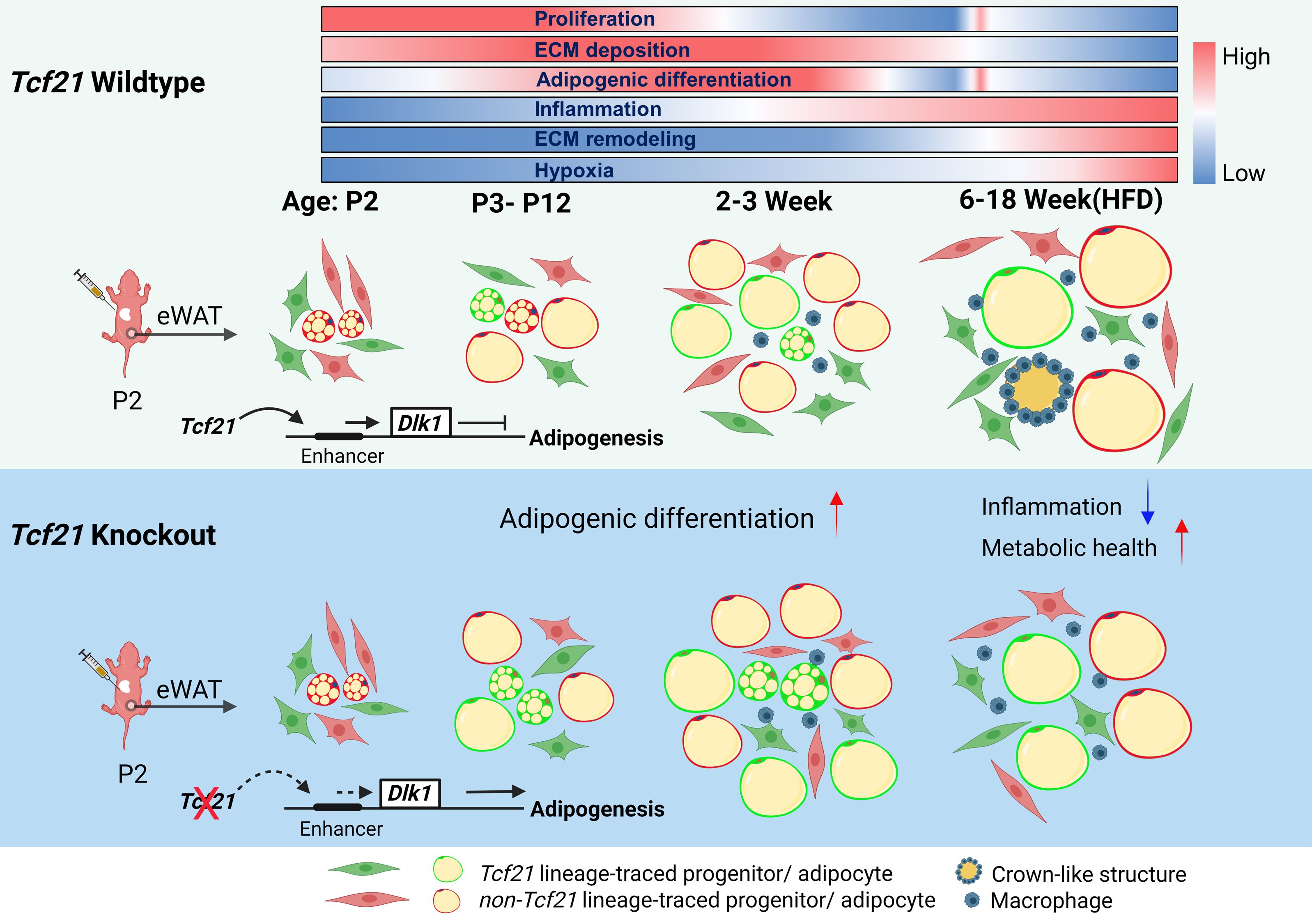 adipogenesis