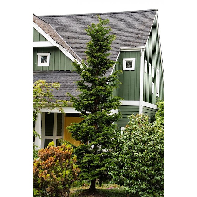 slender hinoki cypress