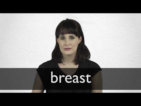 breast synonyms english