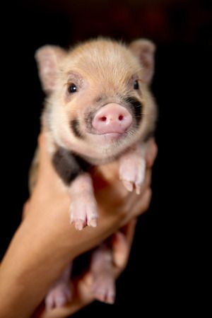 micro teacup piglets