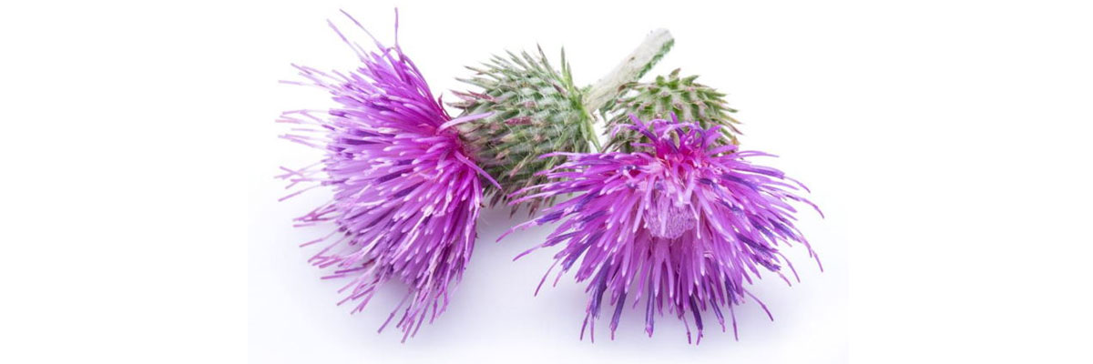 milk thistle zararları