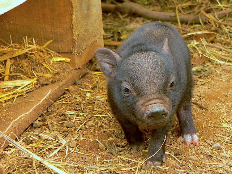 life expectancy of pot belly pigs