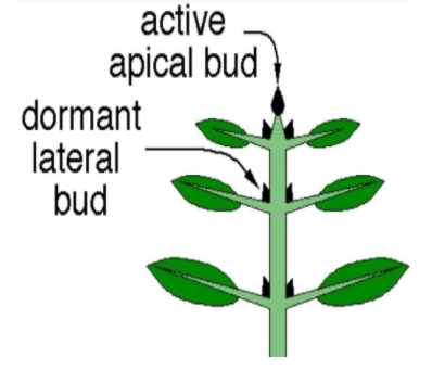 what do you mean by apical dominance