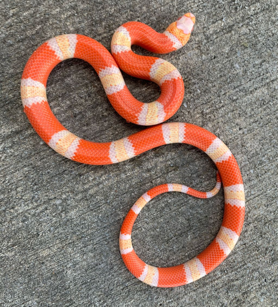 milk snake for sale